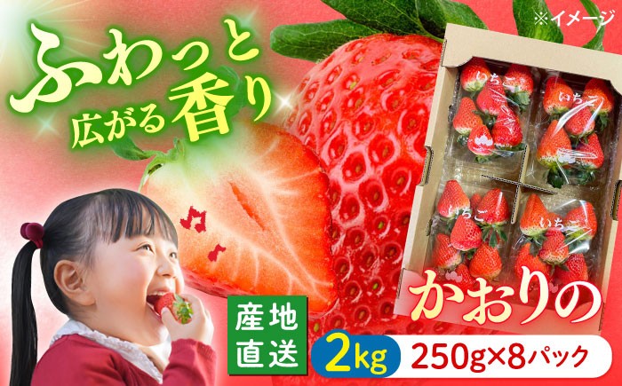 
                  いちご  かおりの 計2kg（約250g×8パック） いちご イチゴ 苺 フルーツ 果物 イチゴ イチゴ 苺 ichigo strawberry ストロベリー フルーツ 果物 長崎県産 西海産 / 西海市 / 武藤農園 [CFV002]
                