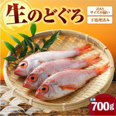 ふるさと納税 香美町 調理済　訳あり香住産のどぐろ