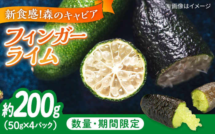 
            フルーツ 果物 くだもの 新感覚フルーツ！ 森のキャビア フィンガーライム 50g×4パック 柑橘 柑橘類 国産 ライム フルーツ 果物 くだもの ビタミン 美容 健康 オレンジ 果肉 果物 お取り寄せ ギフト 果物 蜜柑 柑橘 ミカン ギフト 贈り物 お取り寄せ ギフト リピート ギフト プレゼント 贈答 人気 高品質 好評 広島県産 江田島市/小原農園 [XCE011]
          