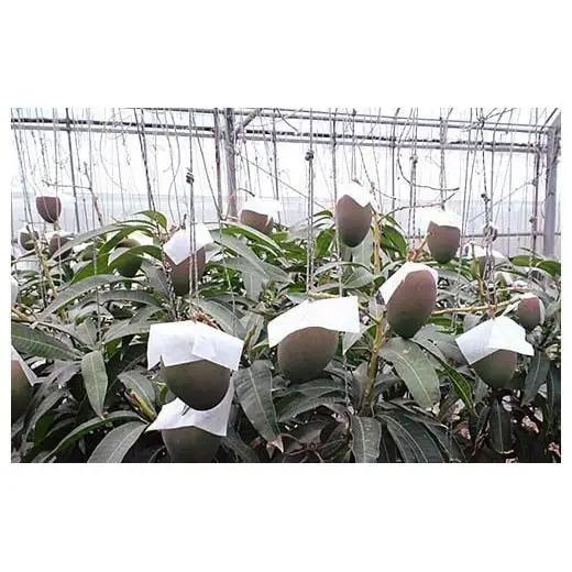 ＜先行予約＞石垣島産マンゴー(アーウィン種) 8～12玉 約5kg 　 IF-3