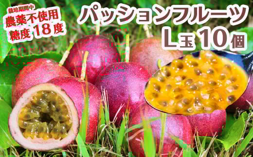 
            数量限定 糖度18度 パッションフルーツ果実 10個入り 国産 くだもの 果実 果肉 ビタミンC カリウム 食物繊維 栄養豊富 栄養満点 甘味 酸味 甘い 旬のフルーツ トロピカルフルーツ 南国フルーツ【7月下旬～10月下旬に順次発送】
          