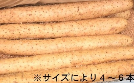 青森県産「長いも」（約5kg） ながいも 長芋