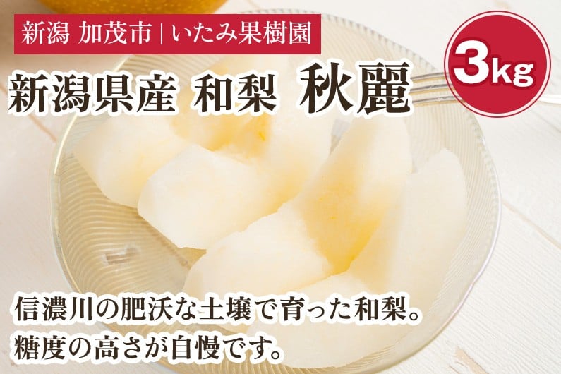
            【2026年先行予約】新潟県産 厳選 秋麗梨 3kg（5～8玉）《8月中旬以降発送》 果物 フルーツ しゅうれい 和梨 日本梨 にほんなし 加茂市 いたみ果樹園
          