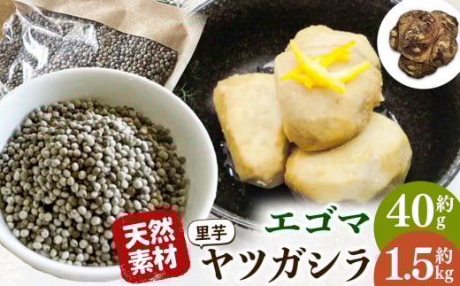 【伝統のいも】先行受付 令和8年11月中旬頃順次発送 天龍村 坂部地区の八つ頭とエゴマのセット | 里芋 さといも 珍しい えごま みそ 味噌 おせち 煮物 味噌汁 田楽 長野県 南信州 天龍 てんりゅう