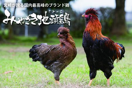 【宮崎ブランド地鶏】朝挽き”みやざき地頭鶏”おためしセット　約1.3㎏（国産 鶏 鶏肉 地鶏 小分け モモ肉 もも肉 ムネ肉 むね肉 焼肉 鍋 唐揚げ 炭火焼 チキン南蛮 宮崎 小林市） 鶏炭火焼 鶏
