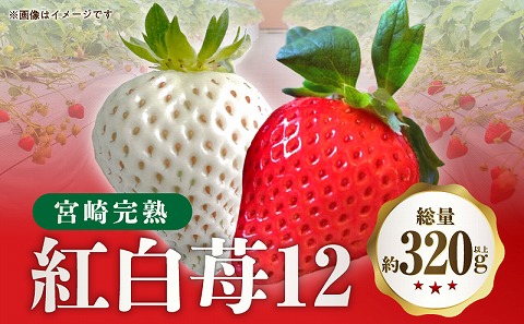 《2025年発送》【期間・数量限定】宮崎完熟紅白苺12