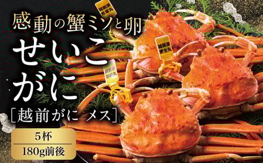 【冷蔵発送】【先行予約 9月10月限定】越前がに（メス）「せいこがに」 大サイズ 180g前後 × 5杯