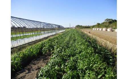 0D-101A  有機JASさつまいも（10kg/訳あり/S～Lサイズ）