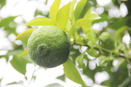 全て手仕事で仕込んだ　天龍村特産 信州熟成ゆず胡椒 [青] 4個セット