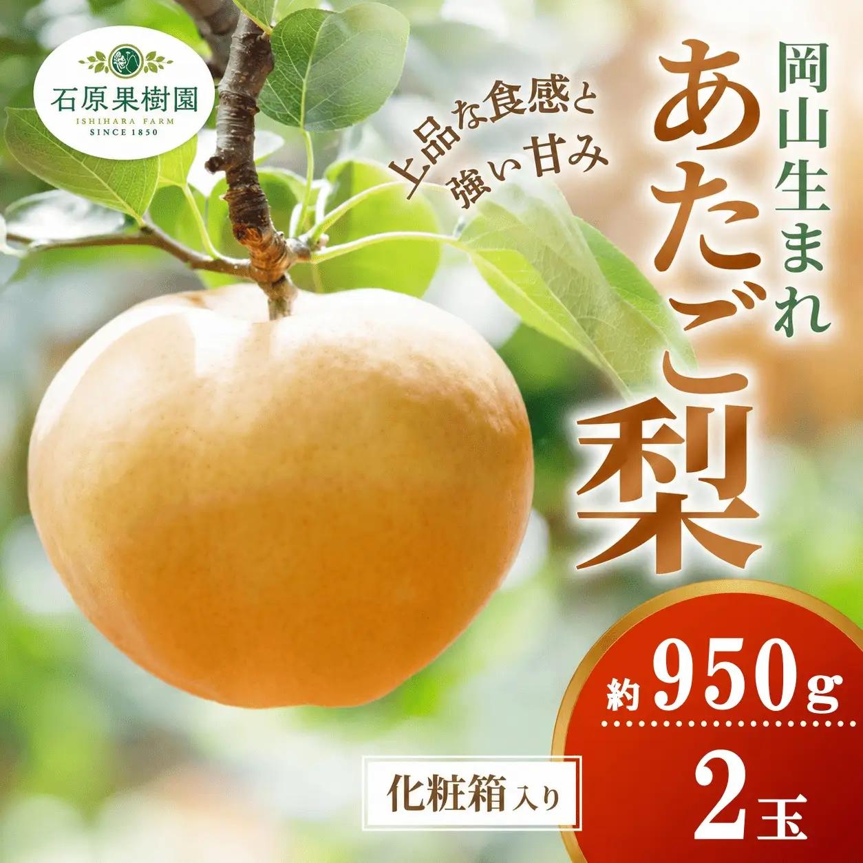 梨 あたご梨 約950g玉2玉 化粧贈答箱 岡山県産 愛宕梨【ishk007-01】