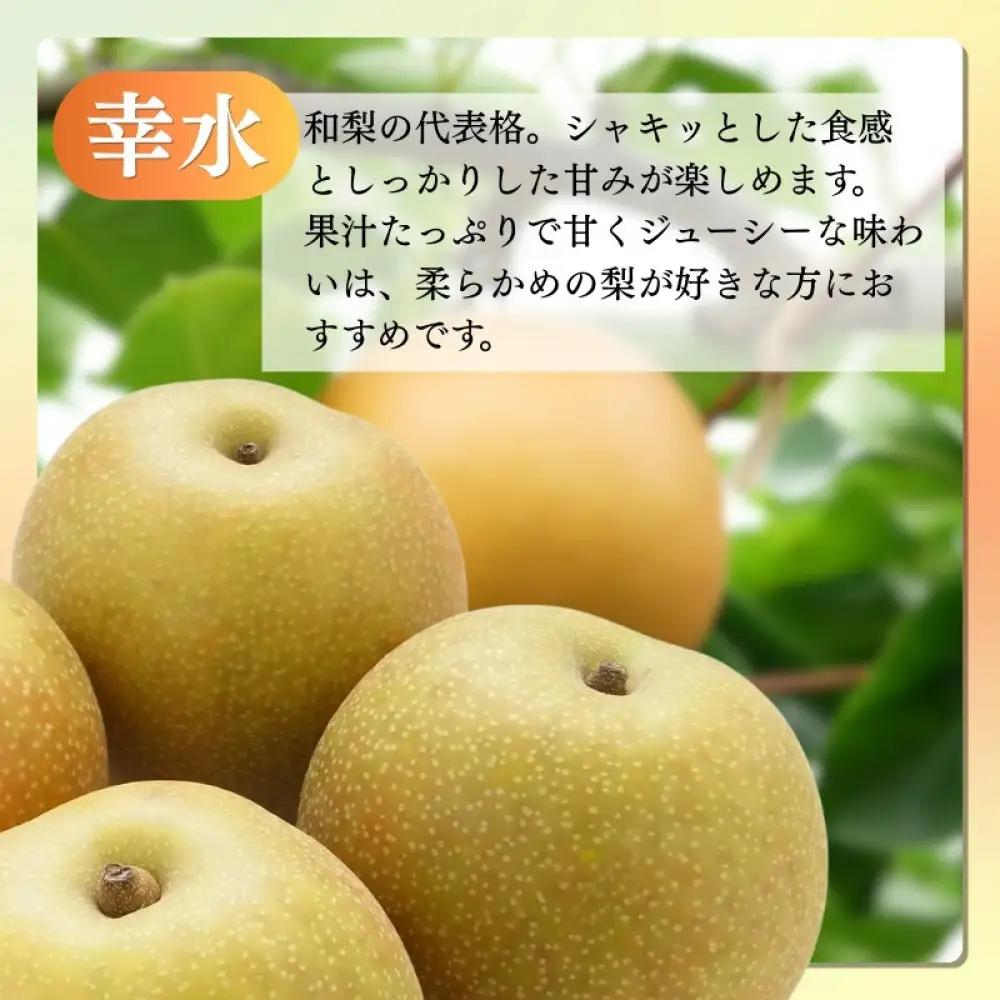 長野市産 梨 3kg（6～12玉）【2026年9月上旬以降発送予定】(さらしな青果) | 梨 フルーツ