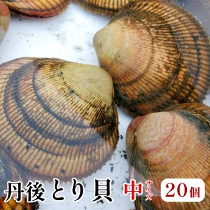 舞鶴産丹後とり貝 中 20個入 131～150g/個 合計2.6kg～3kg