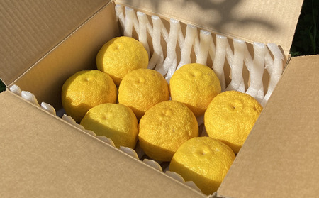 【期間限定】北限のゆず 黄玉 約1kg 旬 果物 柚子 ゆず