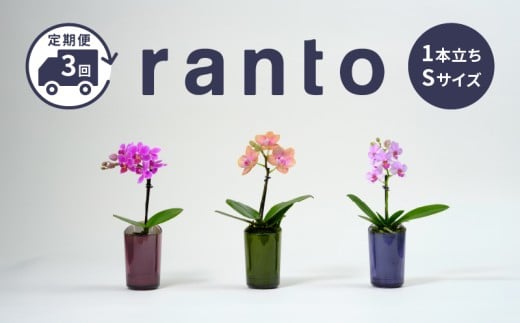 【定期便】 飾るだけ 胡蝶蘭 1本立ち 鉢 付き 3ヶ月 定期便 ranto Sサイズ 手軽 ミディー胡蝶蘭 花 お花 華 観葉植物 植物 コンパクト 小さい 小さめ 鑑賞用 インテリア 贈答用 記念日 ギフト プレゼント お祝い 誕生日 還暦 米寿 お歳暮 お中元 贈り物 母の日 父の日 鉢植え 慶事 生花 千葉県 旭市 椎名洋ラン園 sye012