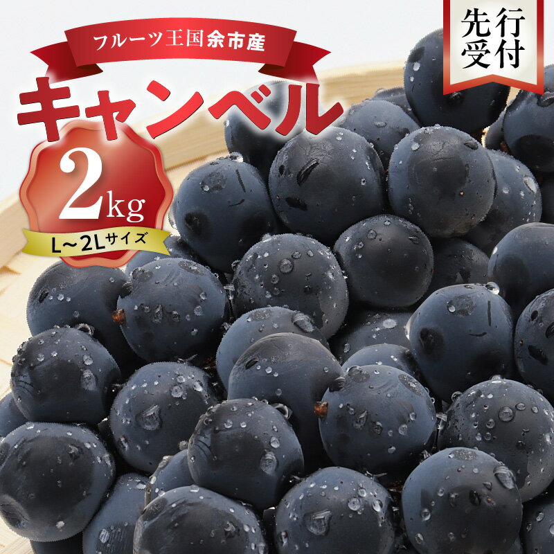 【ふるさと納税】【 先行予約 ： 2025年9月中旬以降発送 】フルーツ王国 余市産 「 キャンベル 」 2kg 【 ニトリ観光果樹園 】 果物 フルーツ ぶどう ブドウ デザート プレゼント 贈り物 ギフト ほどよい酸味 希少品種 北海道産 濃厚な味わい 北海道 余市町 送料無料