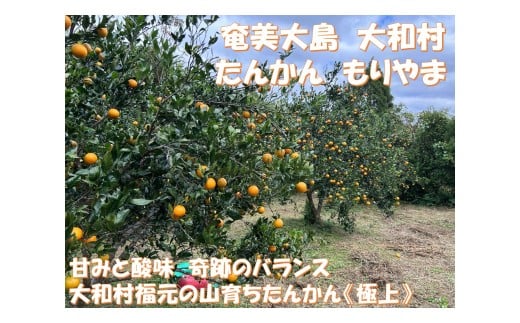 【ふるさと納税】鹿児島県大和村産　甘みと酸味　奇跡のバランス　大和村福元の山育ちたんかん《極上》　サイズおまかせ５㎏