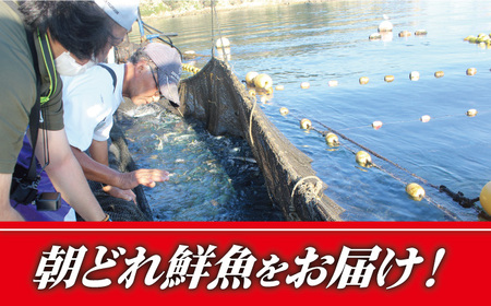 【朝どれピチピチの鮮魚をお届け！】旬の鮮魚 詰め合わせ セット 3〜5種類【松園水産】[RBO011]