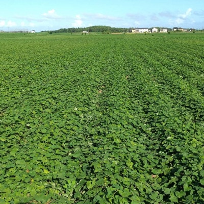 【新物】2月以降発送　1.9kg　ヒロファームの干しいも　平干し　べにはるか　茨城県ひたちなか産【1461735】