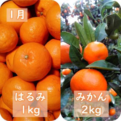 ふるさと納税 八幡浜市 【発送月固定定期便】愛咲果樹園「冬の柑橘定期便」(1月〜3月)全3回【F71-20】 |  | 01