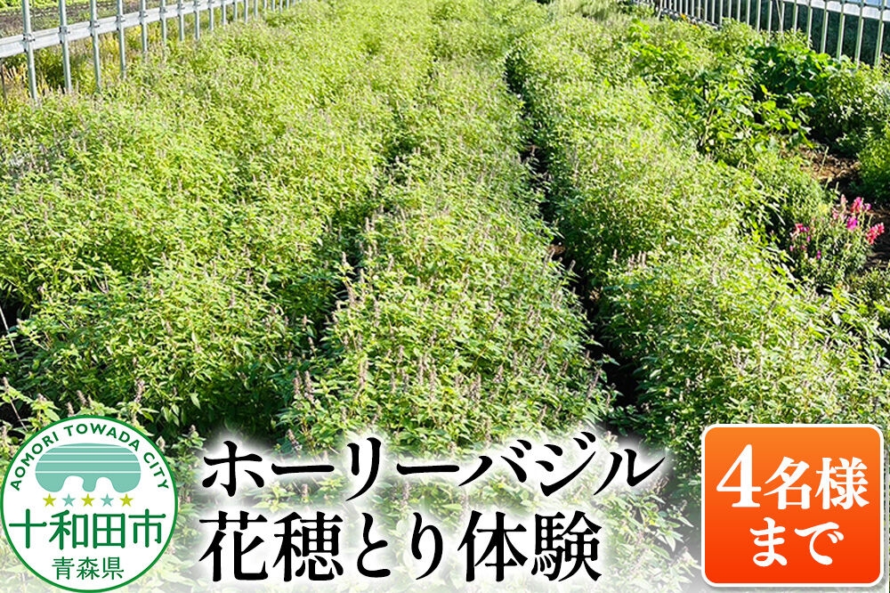 
                  ホーリーバジル花穂とり体験（4名様まで）青森県十和田市 [ハーブ 農業体験]
                