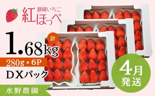 ６２８２　4月発送 掛川産完熟いちご 紅ほっぺ ２８０g×6P 1.68ｋｇ (1ｐ：8～15粒入)　受付順に順次発送 水野農園