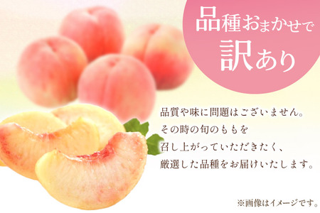 【先行受付】訳あり もも 白鳳 or 白桃 4号 約3.3kg(9～12玉)【6月後半から順次発送】 [斎庵 山梨県 韮崎市 20742517] 桃 モモ フルーツ 期間限定 季節限定 冷蔵 農福連携