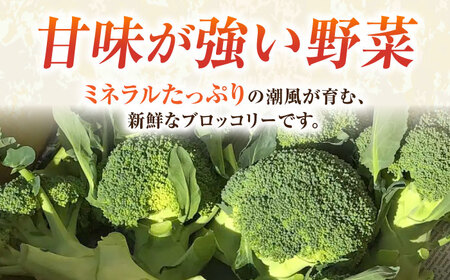 【先行予約】ブロッコリー 約2kg 【鈴也ファーム】[AKCE018] ブロッコリー ブロッコリー ブロッコリー