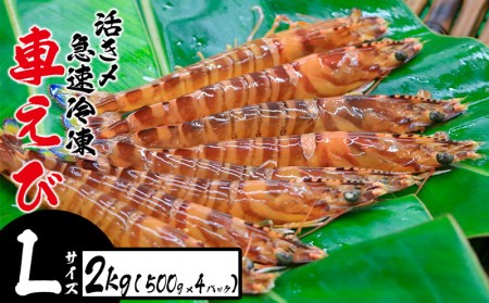 活き〆急速冷凍車えび【Lサイズ】　2kg（500g×4パック） お刺身 塩焼き 天ぷら フライ 急速冷凍 エビ 鮮度 おせち 養殖 瞬間冷凍 甲殻類 海産物 うまみ 送料無料 海鮮 くるまえび 海老