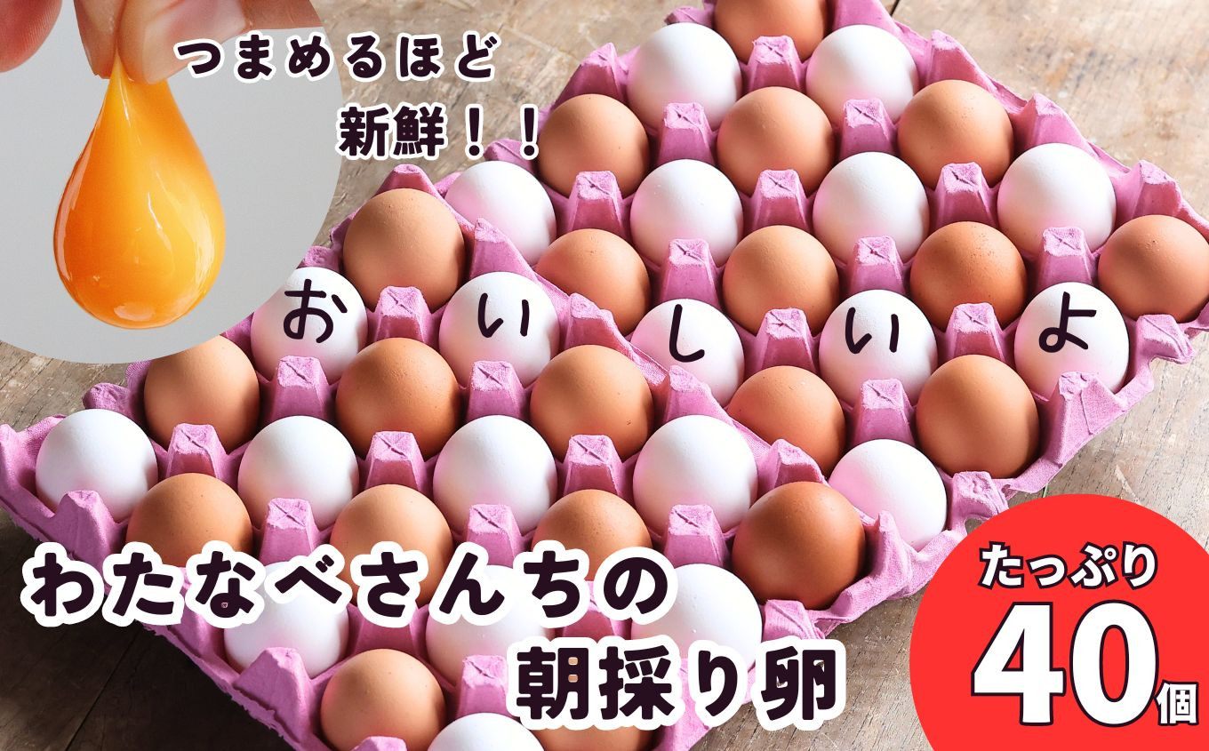 
            【配送時期が選べる!】朝採り 卵 新鮮! 濃厚で美味しい卵 たっぷり40個(36個＋割れ補償4個)  わたなべさんちの元気たまご 20個×2パック
          