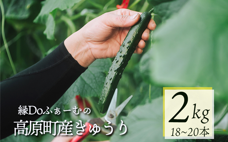 宮崎県高原町産きゅうり2kg（18～20本）TF0905-P00082