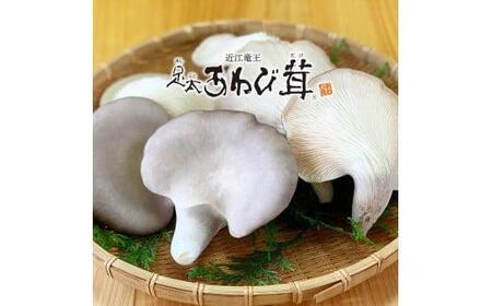特選足太あわび茸（生）500ｇ