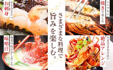 【数量限定】天然『活』伊勢海老 2kg  ( 6尾 ～ 10尾 ) 【配送不可地域：離島・北海道・沖縄県・東北・中国・四国・九州】寺田水産