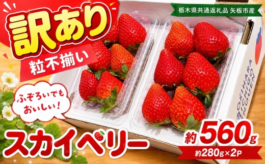 訳あり 粒不揃い スカイベリー 560g (280g×2P) | 栃木県共通返礼品 矢板市産 いちご 果物 フルーツ 栃木県下野市