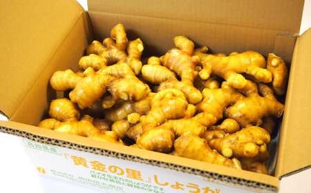 【高知県産】黄金しょうが 2kg ショウガ 生姜 野菜 特産品