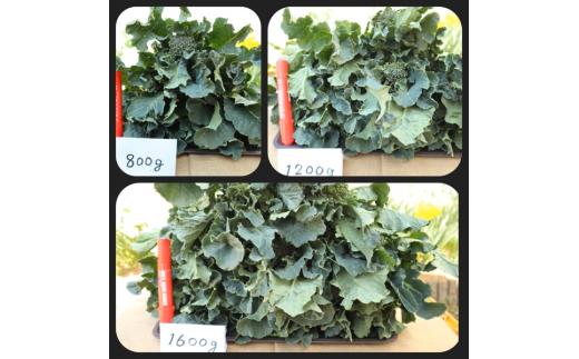 寒さで糖度が　グッ　と上がった春の茎ブロッコリー「アレッタ」（1,300g）　from　名水の里　神奈川県秦野市　006-34-1　