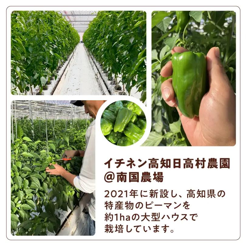 レトルトキーマカレー 5食セット｜高知県産トマト使用 辛くない 国産牛 常温保存