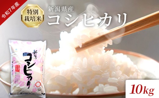 令和7年産 特別栽培米 新潟県産コシヒカリ（白米）10kg