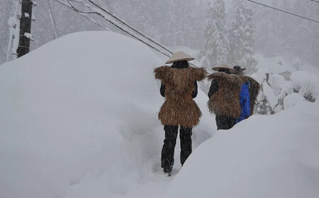 特別栽培棚田 魚沼コシヒカリ 5kg 錦鯉デザイン 令和7年 | 新潟県 魚沼 米