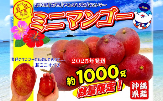 2025年発送　道の駅許田のミニマンゴー　約1000g マンゴー 小ぶり ミニサイズ 濃厚 産地直送 南国 フルーツ くだもの 果物 果実 贅沢 スイーツ デザート 旬の果物 沖縄 名護 国産 人気 おすすめ 先行予約