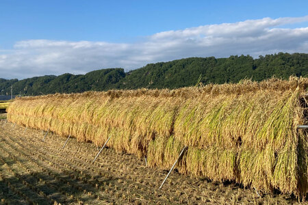 【12回 米 定期便 】 武川米 コシヒカリ 5kg×12回 総計60kg / 梨北農業協同組合 / 山梨県 韮崎市 [20741439] こしひかり お米 おこめ こめ コメ 精米 ご飯 ごはん 白