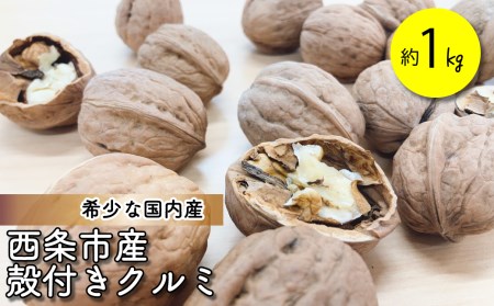 【先行予約】殻つきクルミ 約1㎏｜2025年11月中旬～2026年3月下旬発送｜くるみ 国産 愛媛県 西条市