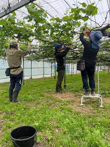【訳あり・数量限定】 巨峰(種なし)約1kg 〔2024年8月上旬より順次発送〕