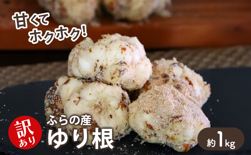 【2025年10月下旬～発送】甘くてホクホク！北海道富良野産 訳あり ゆり根【1kg】 (スイートベジタブルファクトリー) 野菜 新鮮 直送 朝採り ゆりね ゆり根 道産 北海道 ふらの