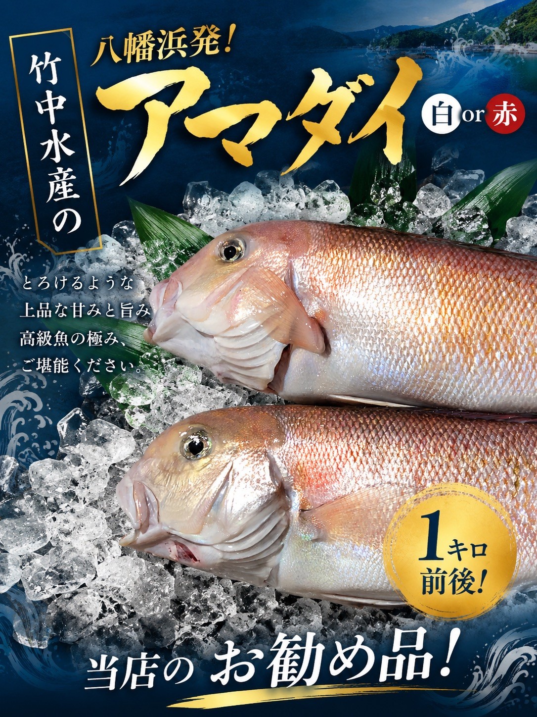 
                  竹中水産の「甘鯛」(赤又は白)約1キロ＜F22-260＞_鯛 たい タイ 甘鯛 魚介 海鮮 国産 産地直送 冷蔵 白身 グジ グルメ おすすめ 人気 愛媛県 1kg あまだい 【1075512】 YWTM078
                