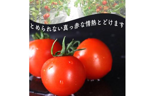 トマト 中玉 900g 以上 マキノハニー 枝完熟 トマト トマトップ 高 リコピン うまみ 甘い 新鮮 野菜 産地直送 やさい ビタミン 静岡県 牧之原市