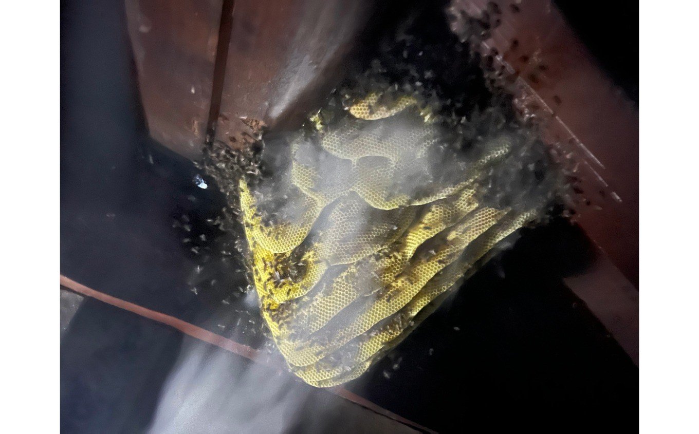 日本ミツバチの巣