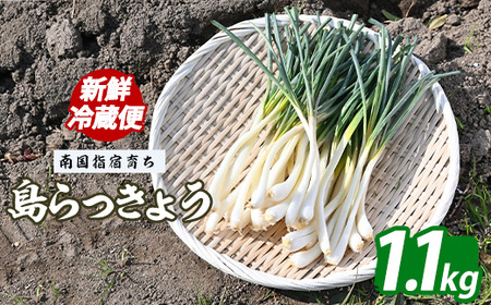 2026年3月上旬～発送 鹿児島県 指宿産 島らっきょう 約1.1kg 下処理済み 憩いの湖畔 010-2059 らっきょう 島らっきょう おつまみ 天ぷら 酢味噌和え チャンプル