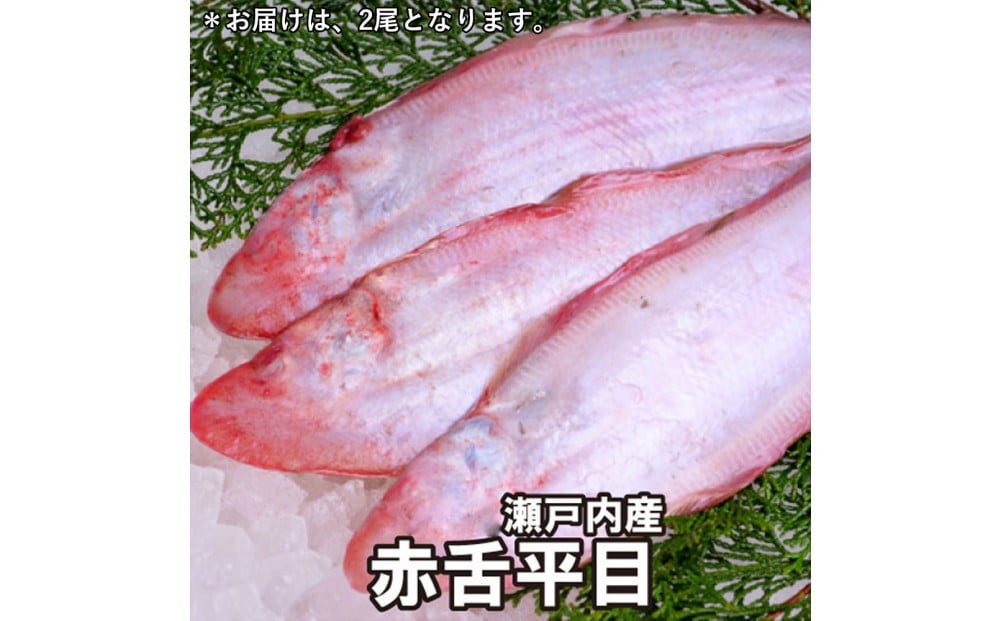 
            【処理方法選択可】赤舌平目 2尾（1尾、約250g～300g）れんちょうがれい レンチョウ
          