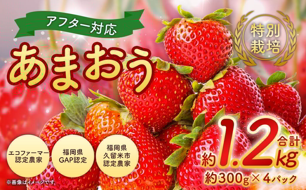 【2026年 2月発送】【アフター対応】特別栽培あまおう 約300g×4パック イチゴ 苺 いちご ※北海道・沖縄・離島配送不可