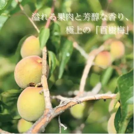 【希少な大玉】和泉市産 百樹梅150g×3パック　大粒厳選 豊かな香りと肉厚な果肉[なやファーム]【1741266】